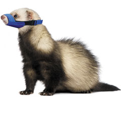 One-Size-Fits-All Quick Muzzle? for Ferrets